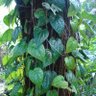 BetelLeaf profil fotoğrafı