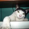 Profilbild von golpedegato