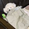 ワルプルギスの夜 的头像
