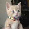 りかりん profil fotoğrafı