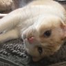 Фото профиля いぬねこねこ