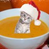 Profilbild von catsoop