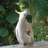 Profilbild von Chicko Pete