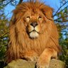 Фото профиля king