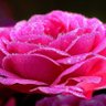 Fatma Ersoy's profile picture