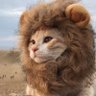 猫院長💉💉💉 profil fotoğrafı