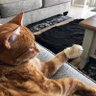 Tiges 的头像
