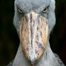 Profilbild von Trenchfoot