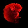 FollowTheGuppy 的头像