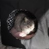 Profilbild von Kissa Marusia ☮️🕊️