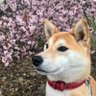 さばとら's profile picture