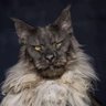 vincecheemeng®'s profile picture