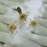 Angraecum profil fotoğrafı