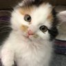 全ての猫にしあわせを profil fotoğrafı