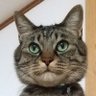 Фото профиля 猫和尚