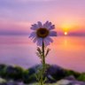 мℓαм7,♥ profil fotoğrafı
