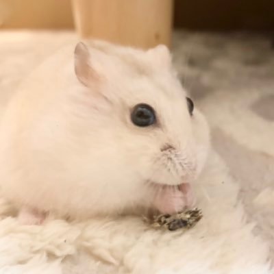 ぽさり's profile picture