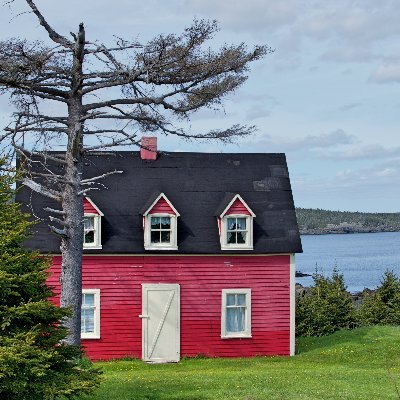 Newfoundland Buzz's profile picture