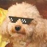Testo the Dog 的头像