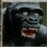 Profilbild von kong rico