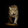 Zia Rana's profile picture