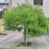 Фото профиля ابو نورة