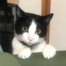うなぎふく 的头像