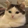 SinkohPesoh's profile picture