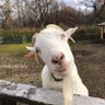 サンちゃんシーちゃん 的头像