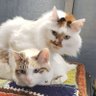 せのゆ🐱 profil fotoğrafı