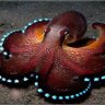 Octopus Nicolas profil fotoğrafı