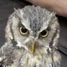 T.alba ⛳️ profil fotoğrafı