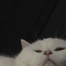 Alvia Poppy's profile picture