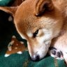 あずさ 的头像