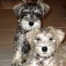 🇺🇸 🐾Cookie & 🌈Angel Muffin🐾 🇺🇸 profil fotoğrafı