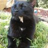 Messy Cat 的头像