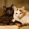 みゆねこ 的头像