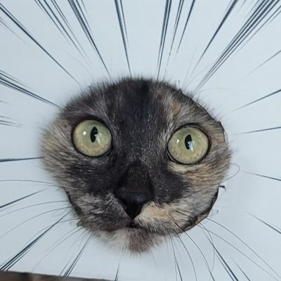 にこちゃまちゃんぬる's profile picture