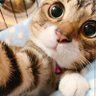 Profilbild von 宇宙渺小の一粒沙
