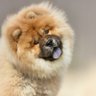 ọba Lọla's profile picture