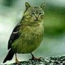 Profilbild von 貓頭鷹