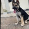 shegs profil fotoğrafı