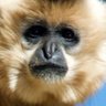 Фото профиля Buff-cheeked gibbon