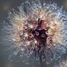 Profilbild von Death Dandelion