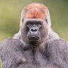 AMC APE profil fotoğrafı