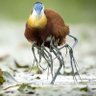 Profilbild von Nature/Wildlife/People.