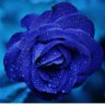 BlueRoses's profile picture