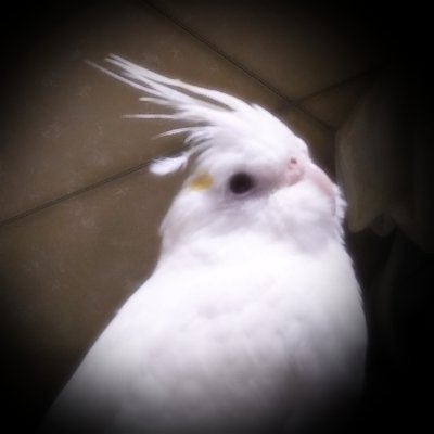 Yukino48396221's profile picture