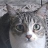 Фото профиля GatoCurioso