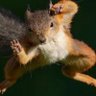 Dr Professor Steve Young's profile picture
